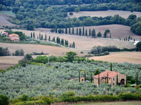 il girasole del terzuolo