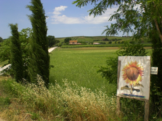 il girasole del terzuolo