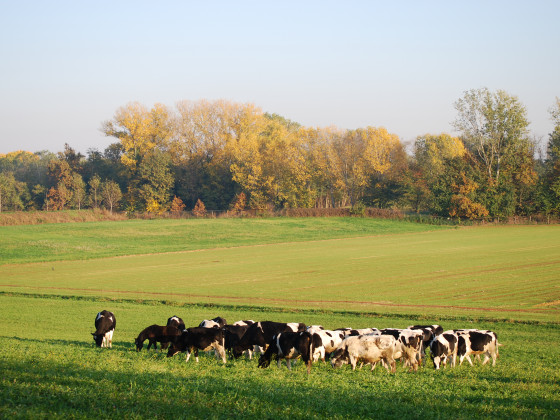 Cascina Selva