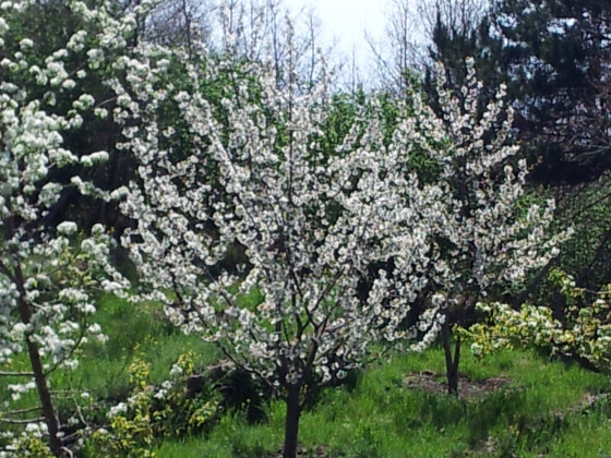 Cirasella Etna