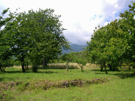 Cirasella Etna