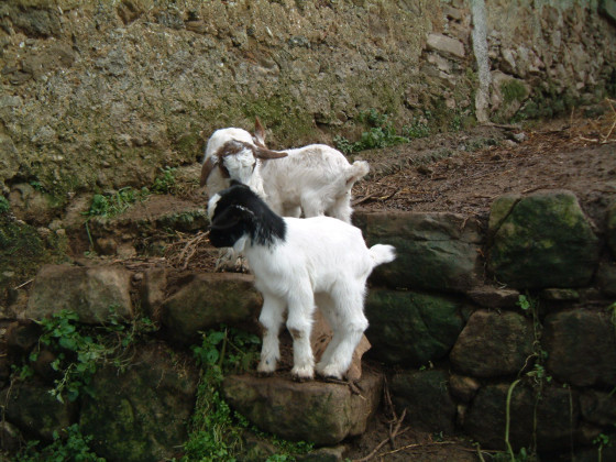 Casali di Margello