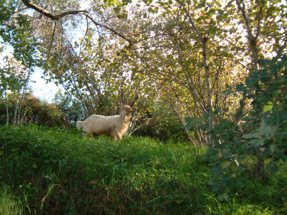 Casali di Margello