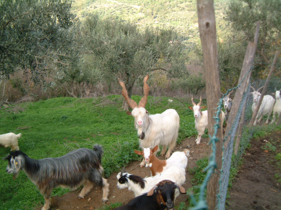 Casali di Margello