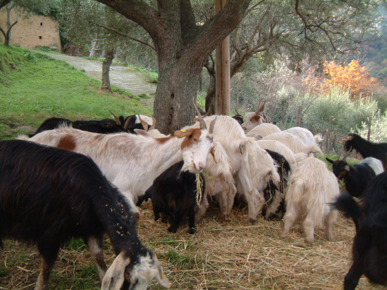 Casali di Margello