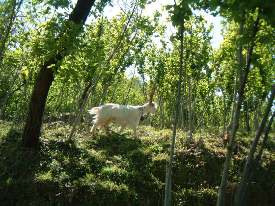 Casali di Margello