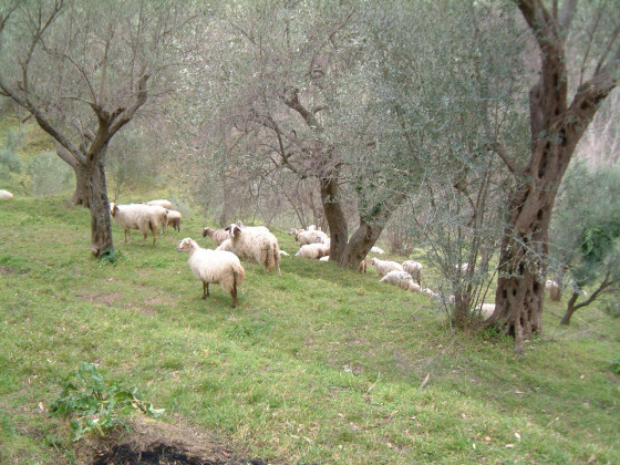 Casali di Margello