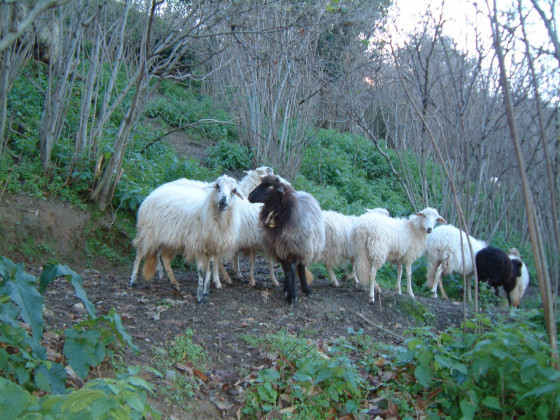 Casali di Margello