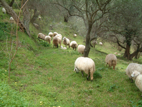 Casali di Margello