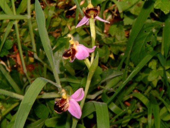 Casali di Margello