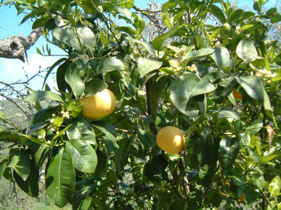 Casali di Margello