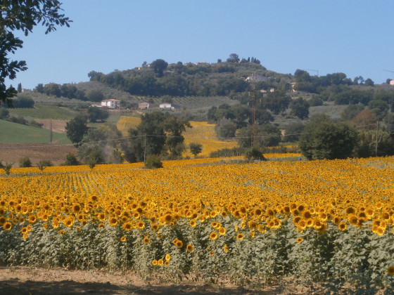 Tenuta Colverano