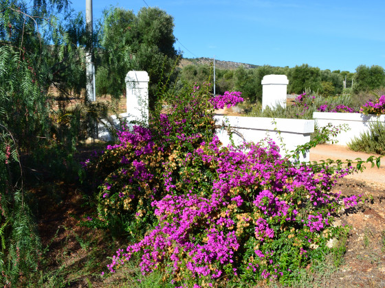 Lama di Galizia