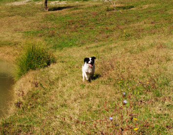 Fattoria Voltrona foto 3