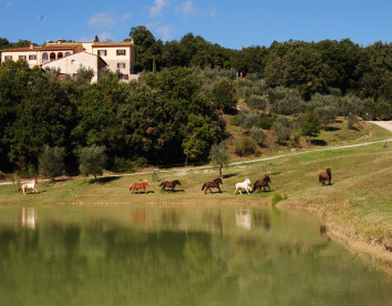 Fattoria Voltrona foto 13