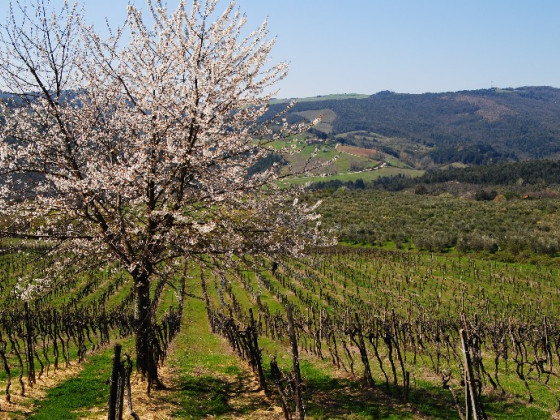 Fattoria Voltrona