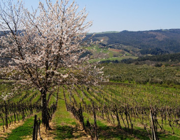 Fattoria Voltrona foto 9